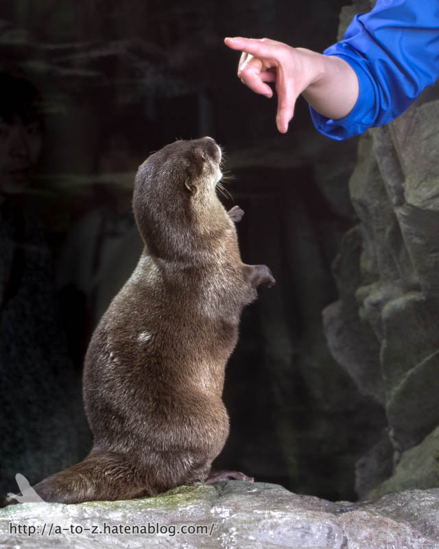 f:id:otters_yvonne:20181013104617j:plain