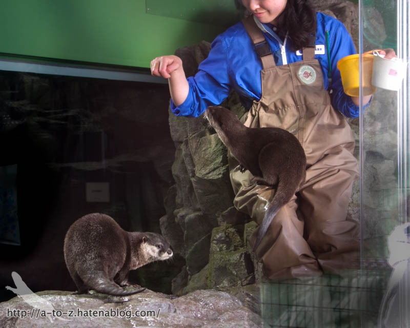 f:id:otters_yvonne:20181013104619j:plain