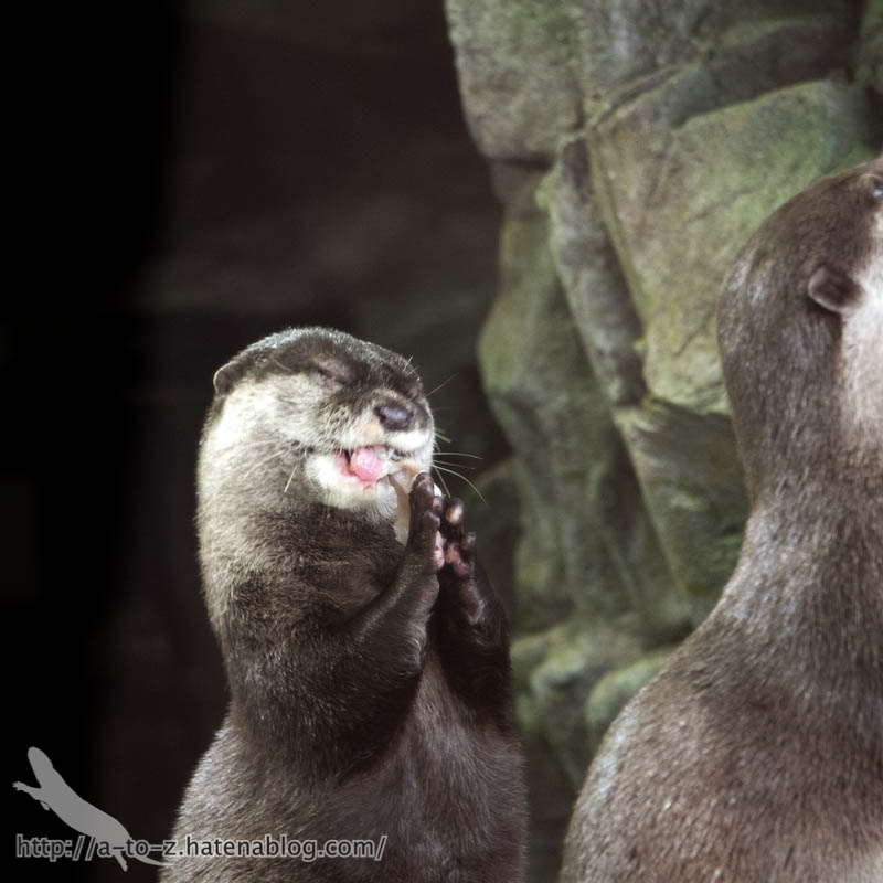 f:id:otters_yvonne:20181013104621j:plain