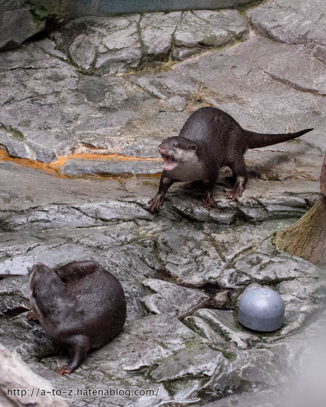 f:id:otters_yvonne:20181016223645j:plain f:id:otters_yvonne:20181016223645j:plain