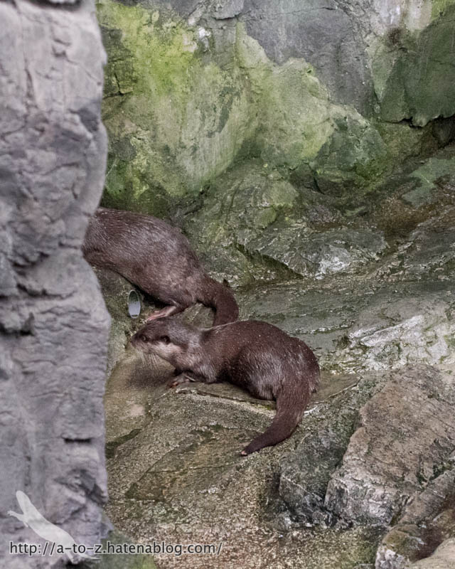 f:id:otters_yvonne:20181016223646j:plain f:id:otters_yvonne:20181016223646j:plain