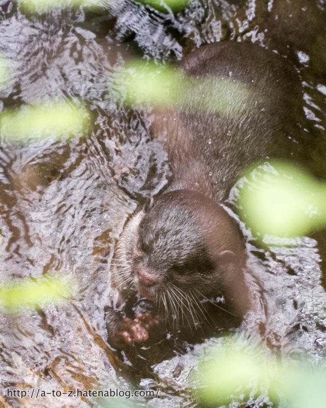 f:id:otters_yvonne:20181016223647j:plain f:id:otters_yvonne:20181016223647j:plain