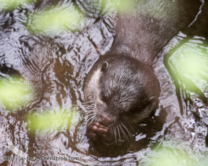 f:id:otters_yvonne:20181016223648j:plain f:id:otters_yvonne:20181016223648j:plain