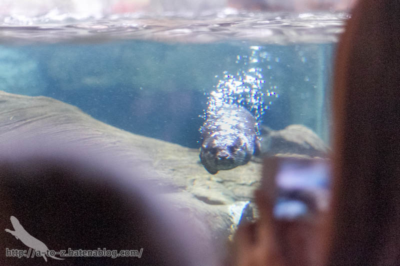 f:id:otters_yvonne:20181016223651j:plain f:id:otters_yvonne:20181016223651j:plain