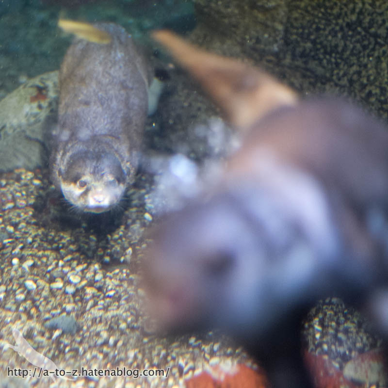 f:id:otters_yvonne:20181016223652j:plain f:id:otters_yvonne:20181016223652j:plain