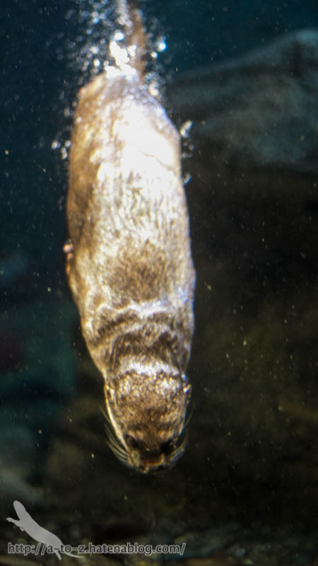 f:id:otters_yvonne:20181016223653j:plain f:id:otters_yvonne:20181016223653j:plain