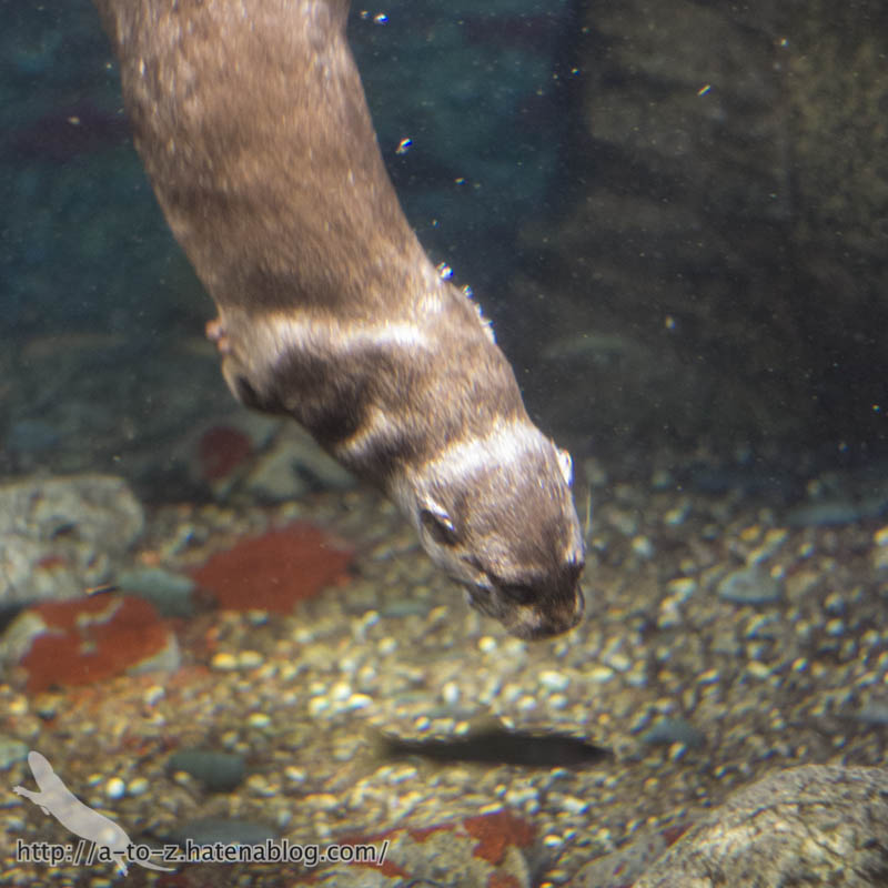 f:id:otters_yvonne:20181016223654j:plain f:id:otters_yvonne:20181016223654j:plain