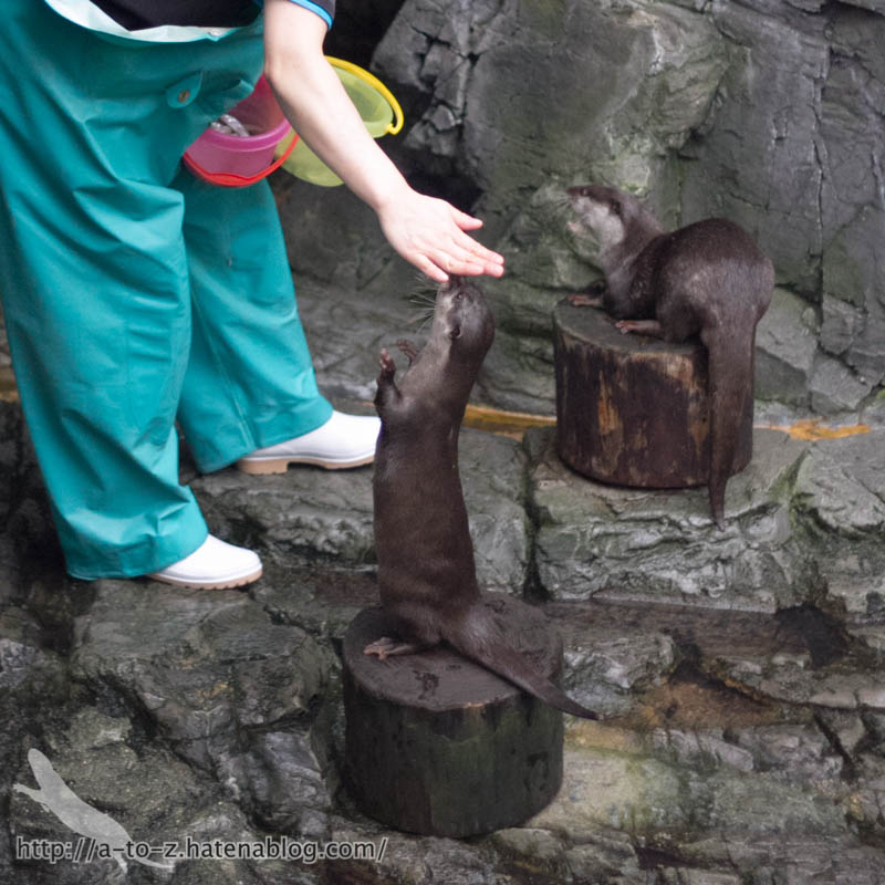 f:id:otters_yvonne:20181016223658j:plain f:id:otters_yvonne:20181016223658j:plain