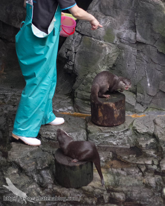 f:id:otters_yvonne:20181016223659j:plain f:id:otters_yvonne:20181016223659j:plain