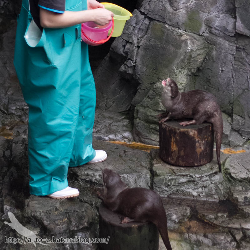 f:id:otters_yvonne:20181016223700j:plain f:id:otters_yvonne:20181016223700j:plain