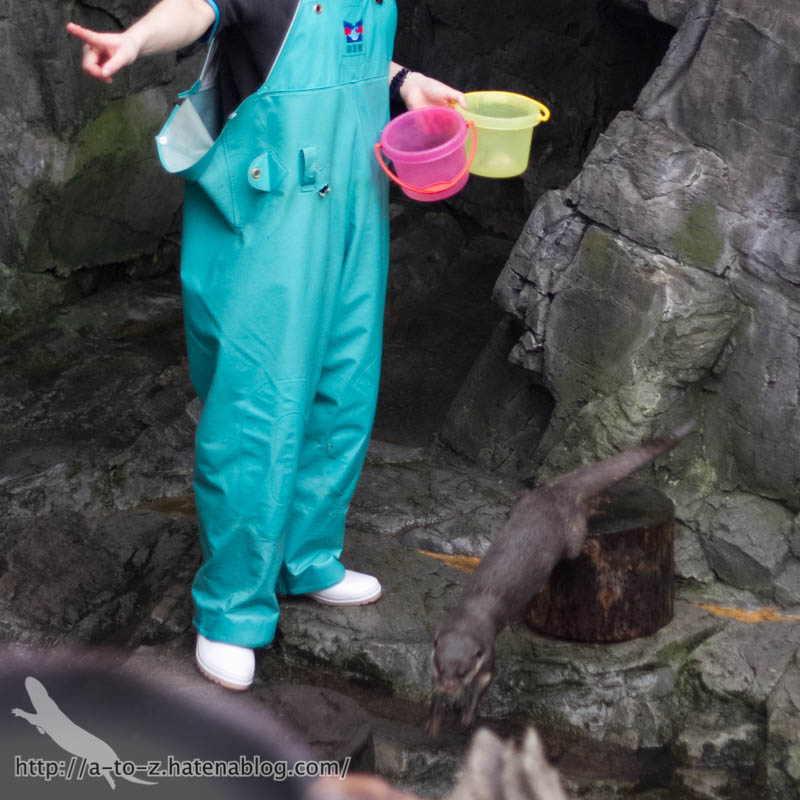 f:id:otters_yvonne:20181016223701j:plain f:id:otters_yvonne:20181016223701j:plain