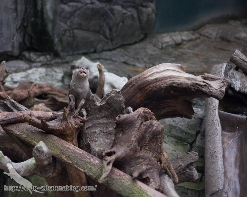 f:id:otters_yvonne:20181016223703j:plain f:id:otters_yvonne:20181016223703j:plain