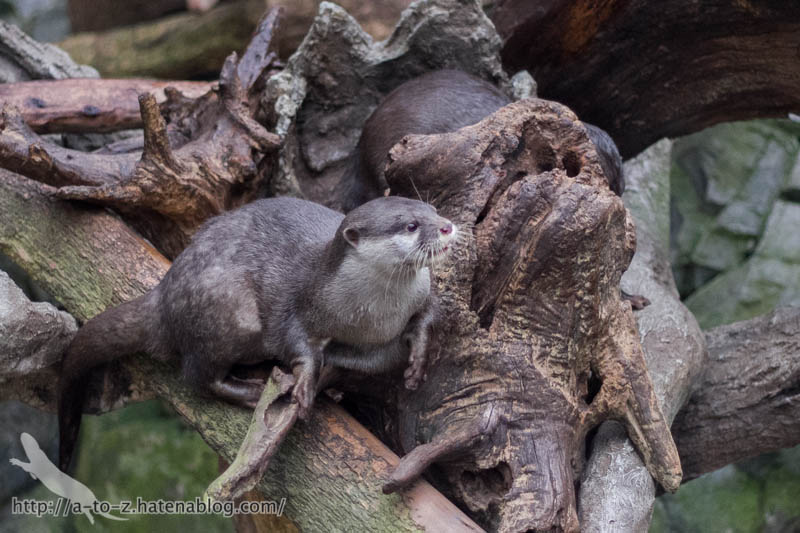 f:id:otters_yvonne:20181016223704j:plain f:id:otters_yvonne:20181016223704j:plain