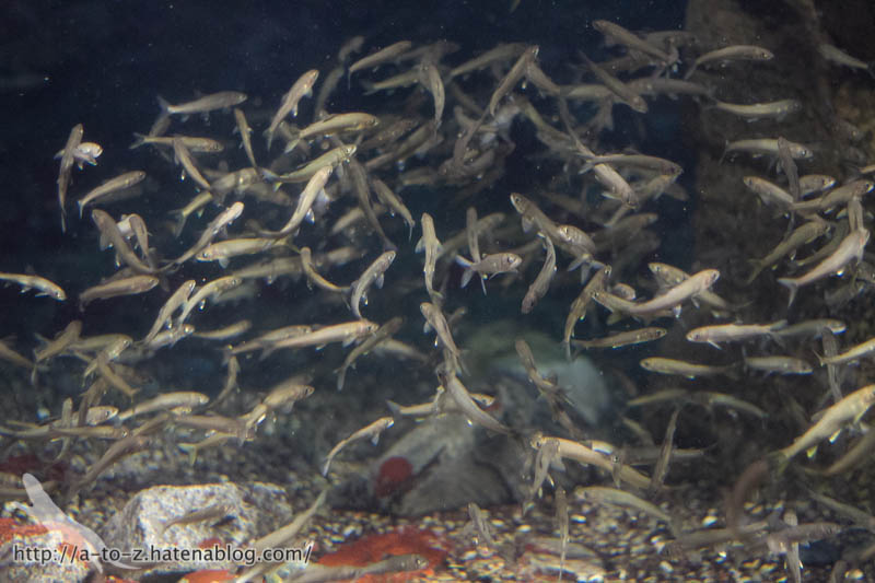 f:id:otters_yvonne:20181016223705j:plain f:id:otters_yvonne:20181016223705j:plain
