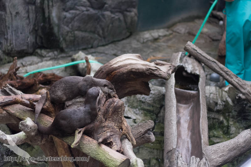 f:id:otters_yvonne:20181016223706j:plain f:id:otters_yvonne:20181016223706j:plain