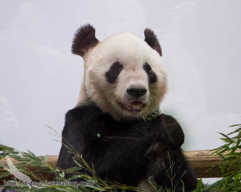 f:id:otters_yvonne:20181021173144j:plain