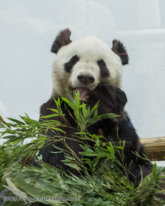 f:id:otters_yvonne:20181021173146j:plain