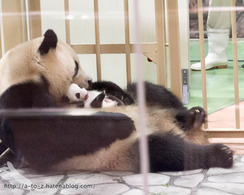 f:id:otters_yvonne:20181021173148j:plain