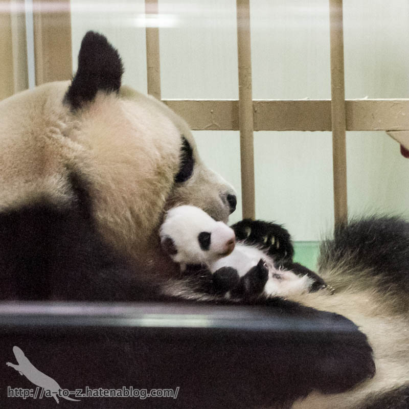 f:id:otters_yvonne:20181021173149j:plain