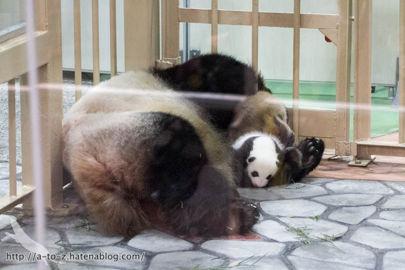 f:id:otters_yvonne:20181021173152j:plain