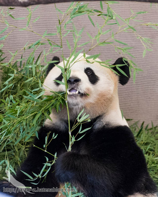 f:id:otters_yvonne:20181021173153j:plain