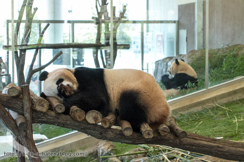 f:id:otters_yvonne:20181021173154j:plain