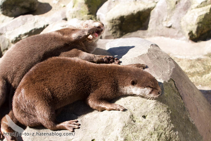 f:id:otters_yvonne:20181021173155j:plain