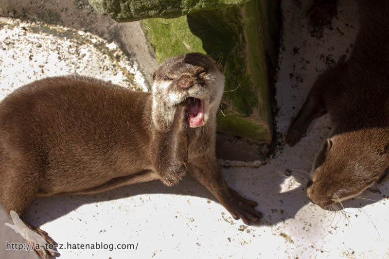 f:id:otters_yvonne:20181021173156j:plain