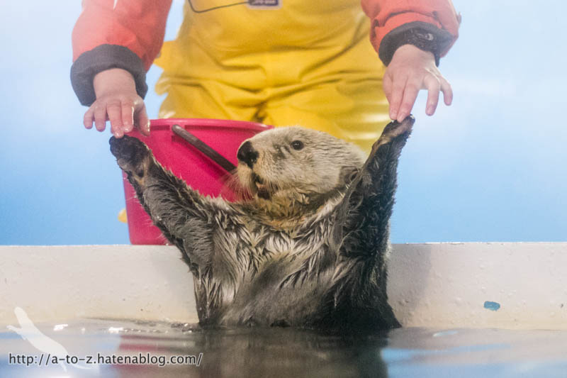 f:id:otters_yvonne:20181021173158j:plain