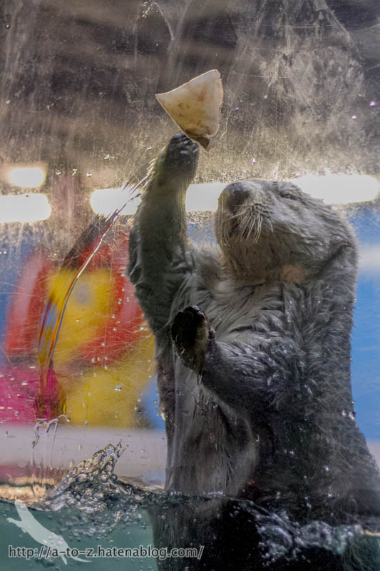 f:id:otters_yvonne:20181021173159j:plain