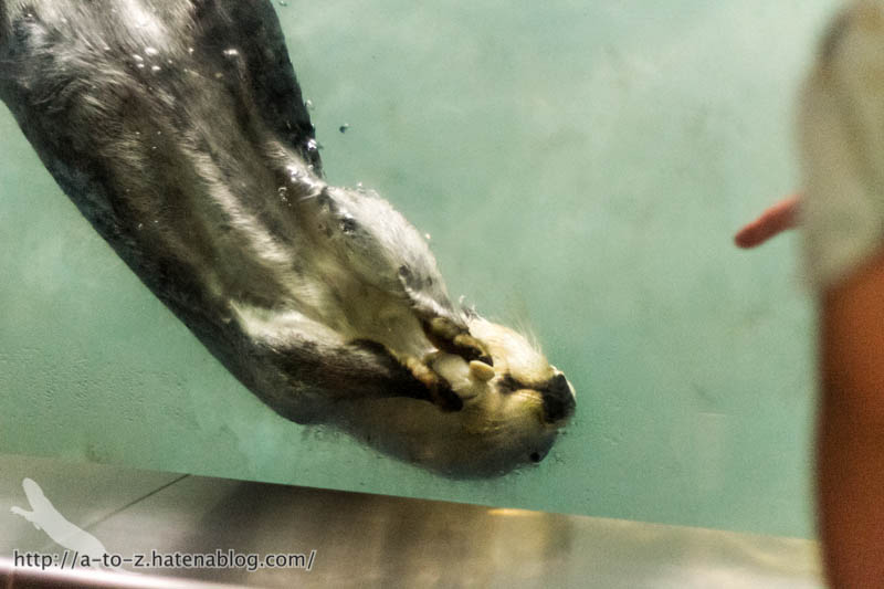 f:id:otters_yvonne:20181021173200j:plain