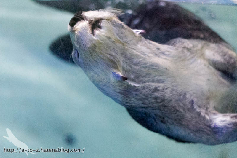 f:id:otters_yvonne:20181021173201j:plain