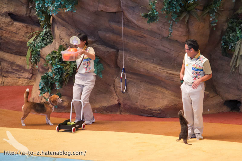 f:id:otters_yvonne:20181021173202j:plain