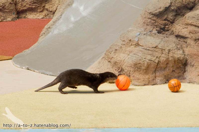 f:id:otters_yvonne:20181021173203j:plain