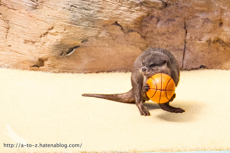 f:id:otters_yvonne:20181021173205j:plain