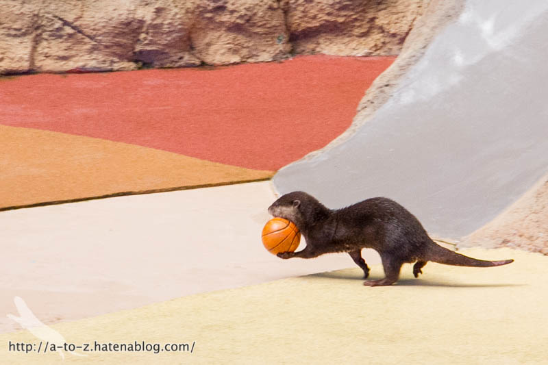 f:id:otters_yvonne:20181021173206j:plain