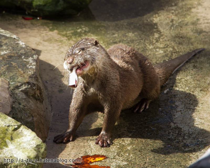 f:id:otters_yvonne:20181021173210j:plain