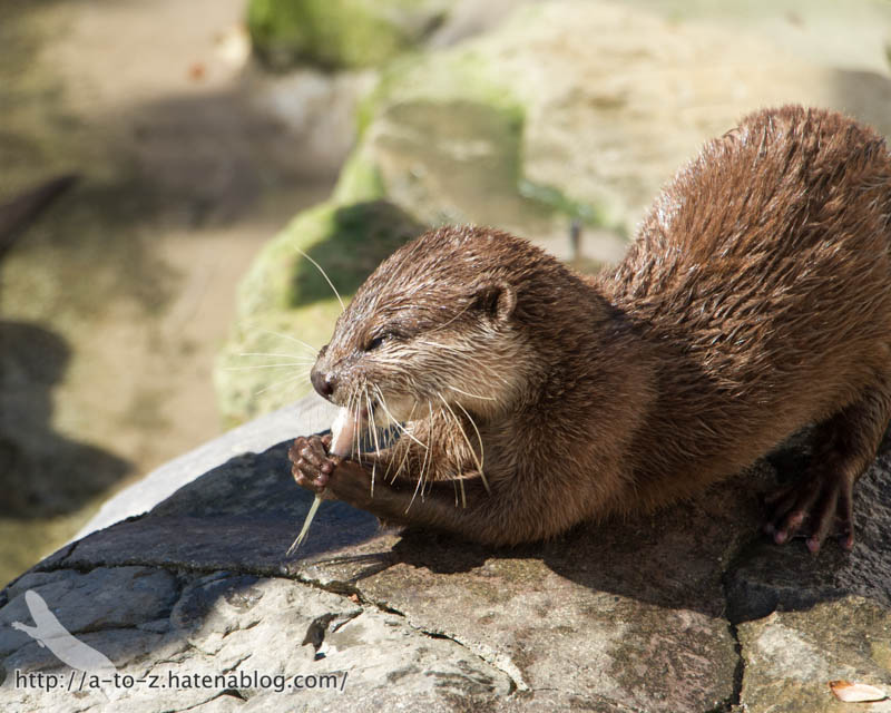 f:id:otters_yvonne:20181021173211j:plain