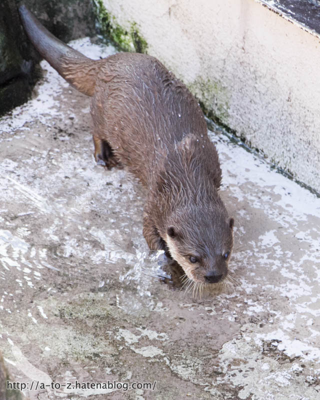 f:id:otters_yvonne:20181021173215j:plain