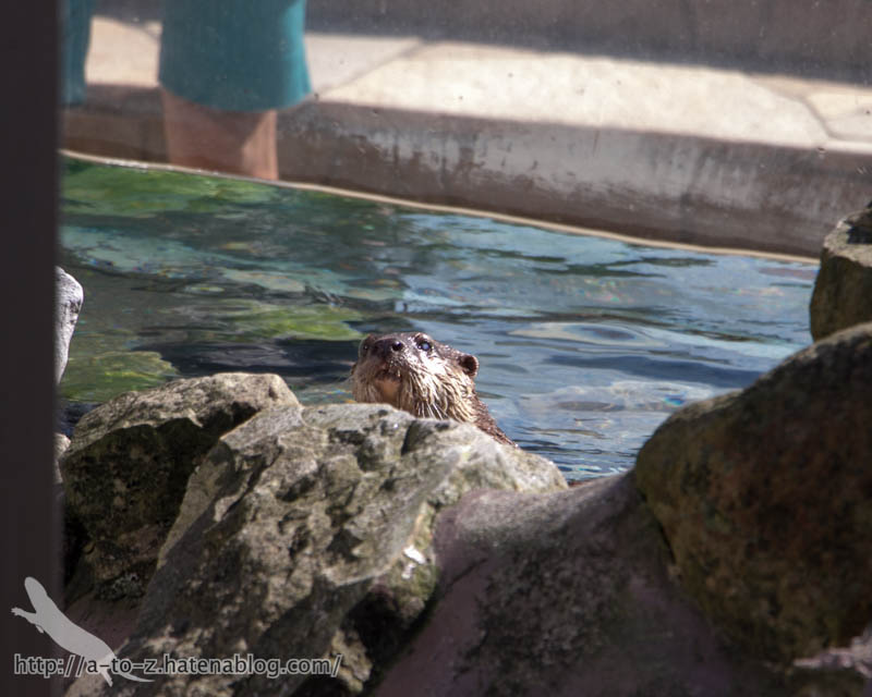 f:id:otters_yvonne:20181021173216j:plain