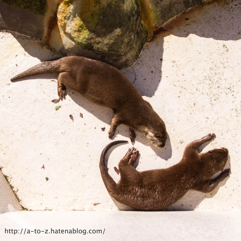 f:id:otters_yvonne:20181021173217j:plain