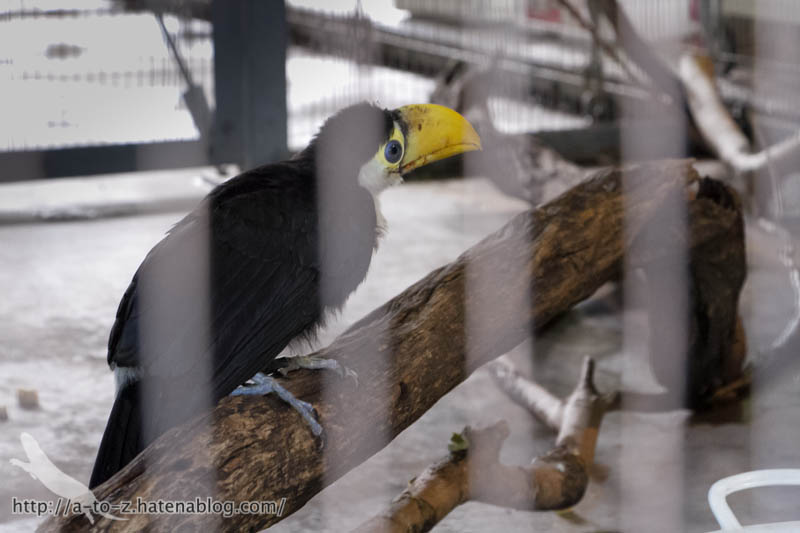 f:id:otters_yvonne:20181021173218j:plain