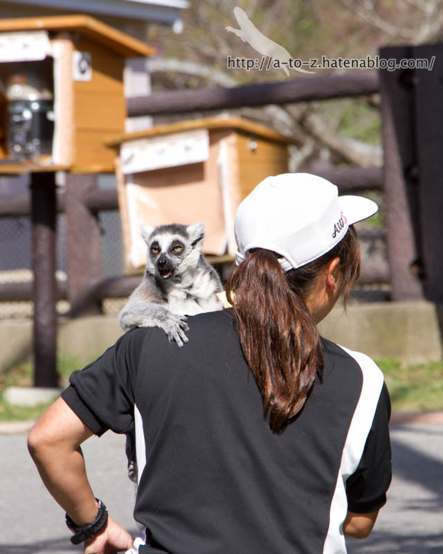 f:id:otters_yvonne:20181021173219j:plain