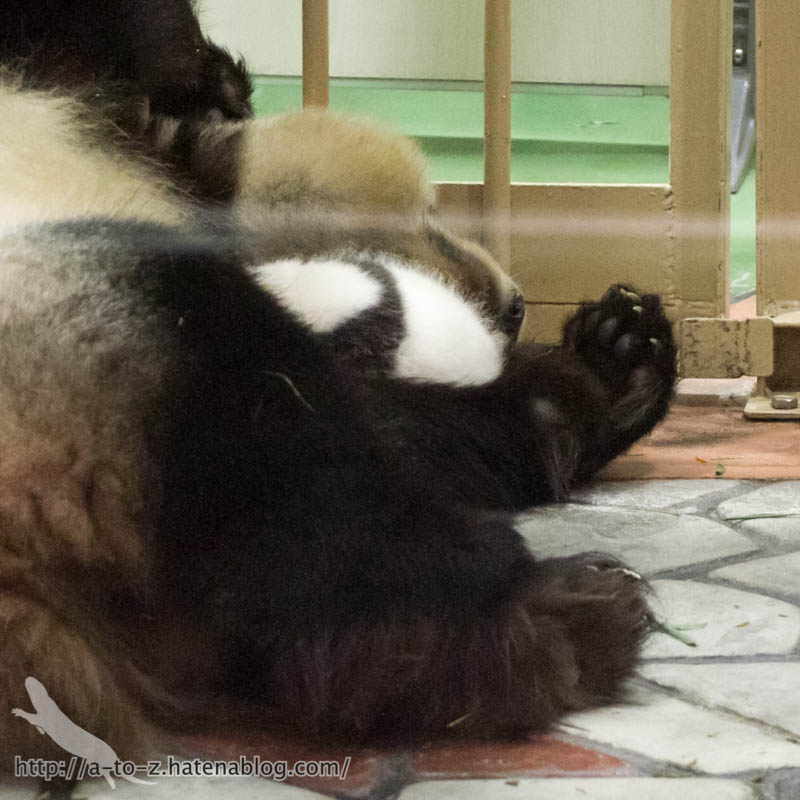 f:id:otters_yvonne:20181021173220j:plain