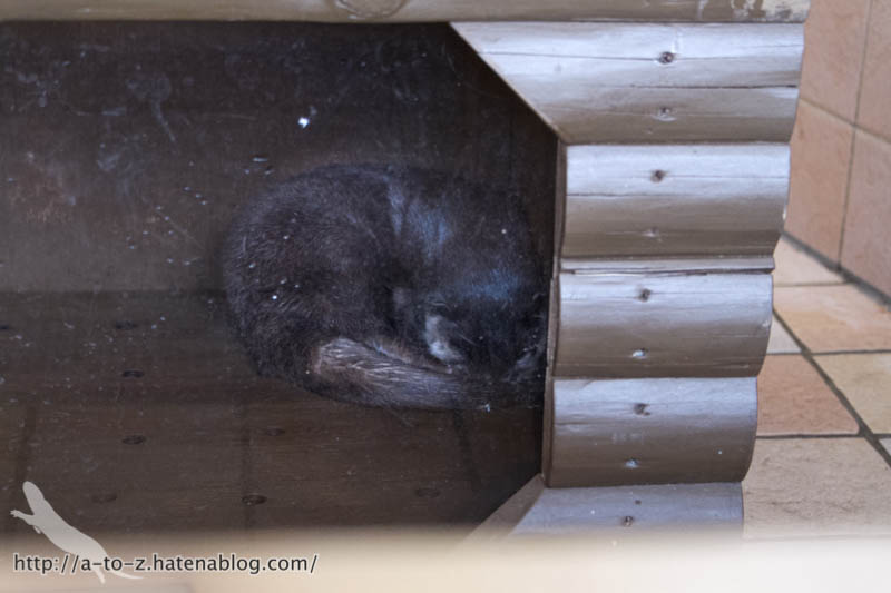 f:id:otters_yvonne:20181021173221j:plain