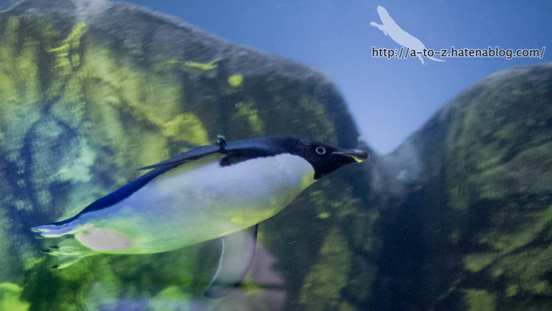 f:id:otters_yvonne:20181021173227j:plain