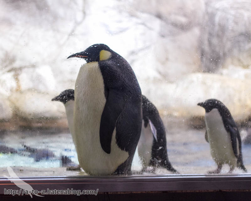 f:id:otters_yvonne:20181021173228j:plain