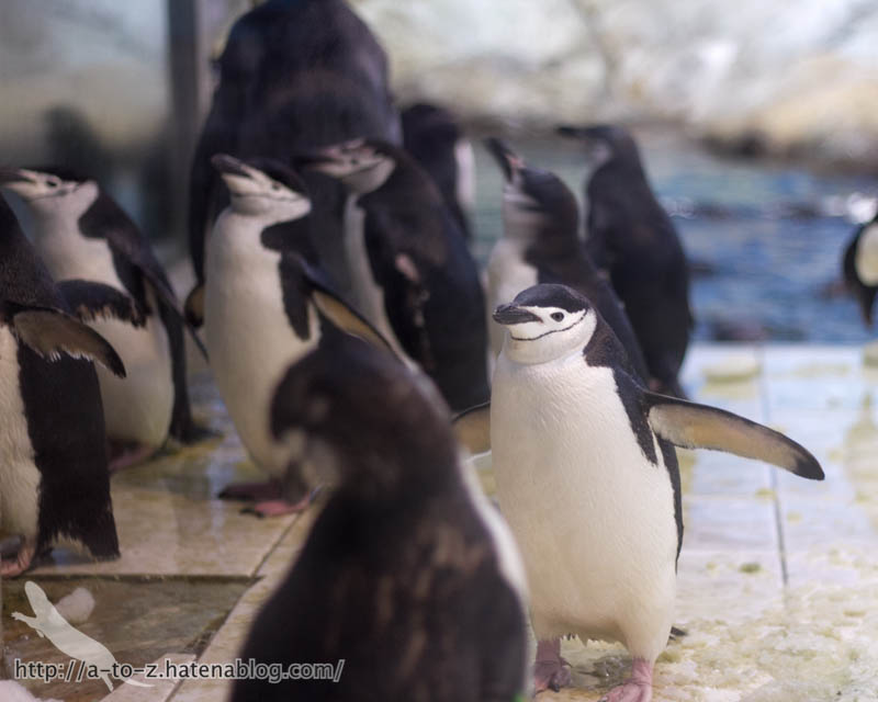 f:id:otters_yvonne:20181021173229j:plain