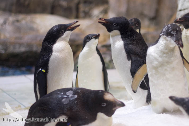 f:id:otters_yvonne:20181021173230j:plain