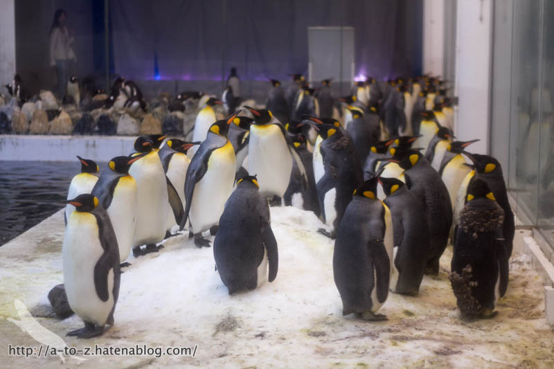 f:id:otters_yvonne:20181021173231j:plain